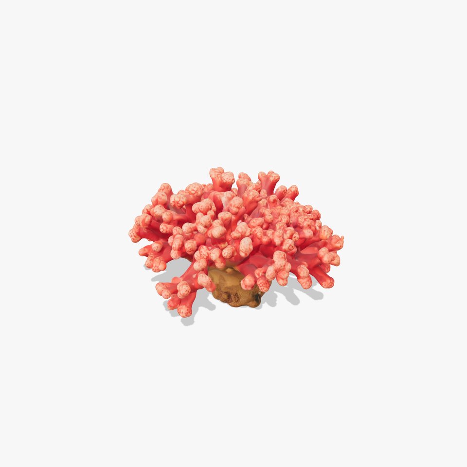 Coral Reef Model Pack with Detailed Textures for D Environments